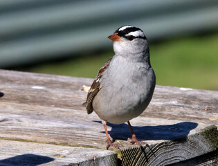 White-crested sparrow