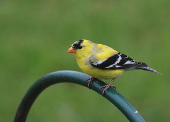Male goldfinch
