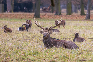 Sika deer - Cervus nippon, doe and mouflon in meadow and forest. Photo from wild nature