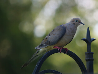 Mourning dove perched