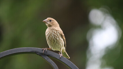 Female grosbeak