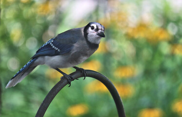Blue jay looking at the camera