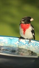 Rose-breasted grosbeak on birdbath 