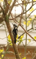 Downy Woodpecker perched in bush