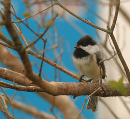 Chickadee with blue background