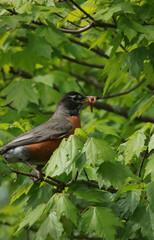 Robin with worms