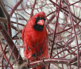 Wet cardinal