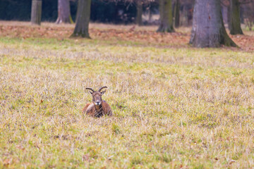 Sika deer - Cervus nippon, doe and mouflon in meadow and forest. Photo from wild nature