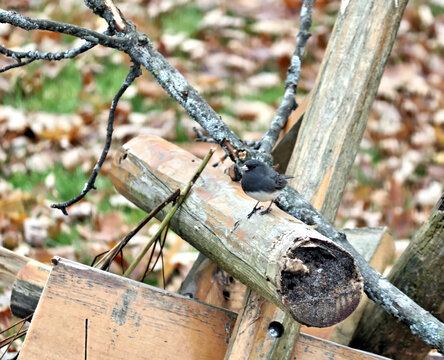 Slate-colored junco
