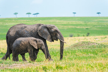 Une m&egrave;re &eacute;l&eacute;phant et son petit &agrave; ses c&ocirc;t&eacute;s marchent tranquillement dans le Serengeti, Tanzanie