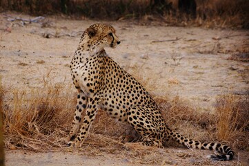 A cheetah showing its spots
