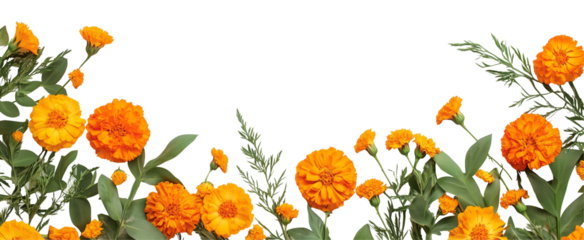 Marigold Floral Border: Vibrant orange marigolds and lush green foliage create a lively, natural border, perfect for adding a touch of autumnal warmth to any design.