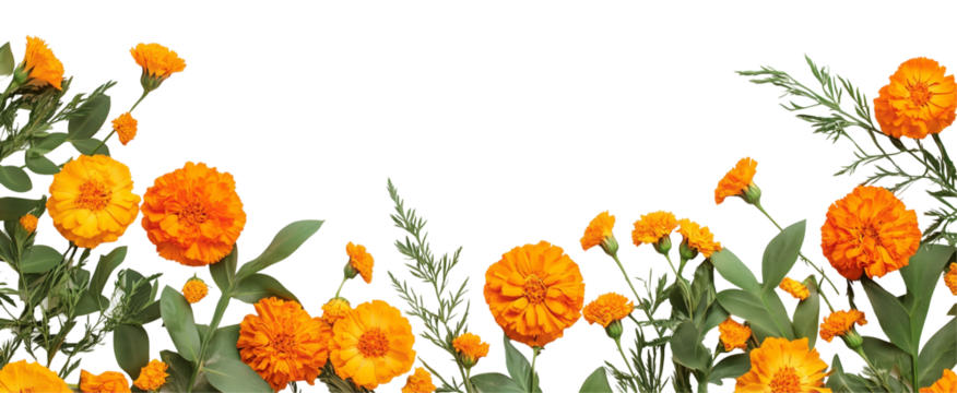 Marigold Floral Border: Vibrant orange marigolds and lush green foliage create a lively, natural border, perfect for adding a touch of autumnal warmth to any design.