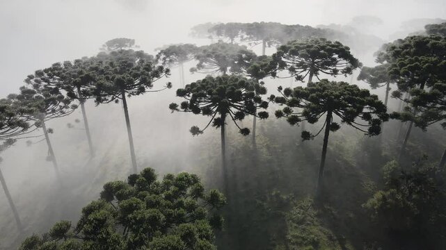 Voo sobre floresta de pinheiro arauc&aacute;ria angustifolia na regi&atilde;o sul do paran&aacute; em meio a neblina do amanhecer