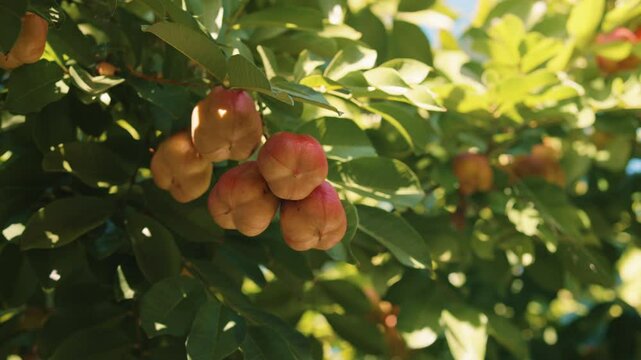 Ackee before ripe