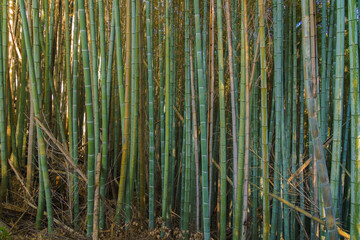 Panoramic view of the dense bamboo forest, on the grounds of Fushimi Inari temple, at daytime, without people, Kyoto, Japan