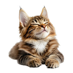 Obraz premium Cozy Maine Coon Cat Grooming on Plain White Isolated Background