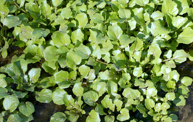 In January, fresh leaves of the Watercress (Nasturtium officinale) is a peppery, leafy green often used in salads. 