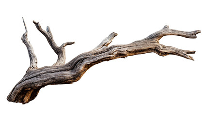 Dried Tree Twig with Natural Decay