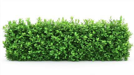 Obraz premium Green hedge isolated on white background , plants , trees , grass