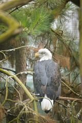 The bald eagle, perched on a tree. A bird waiting for its prey in the zoo.	
