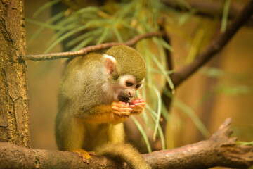 a squirrel monkey perched on a tree branch. Monkeys in their enclosure at the zoo. An animal in captivity.	
