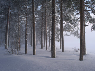 Mist in the forest in winter.