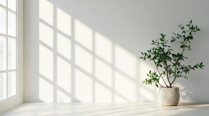 Window shadow drop on white wall background