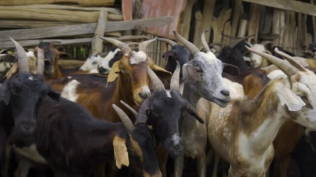 Granja de Cabras, orde&ntilde;o, goat farm, milking milk