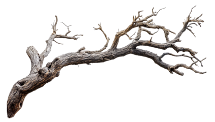 Aged Tree Limb with Cracks and Splinters