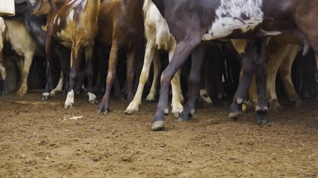 Granja de Cabras, orde&ntilde;o, goat farm, milking milk
