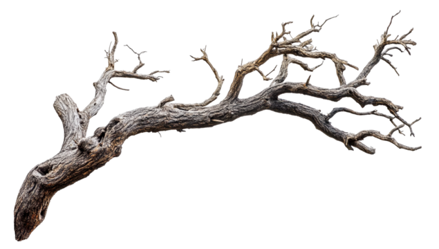 Aged Tree Limb with Cracks and Splinters