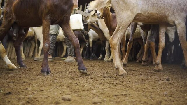 Granja de Cabras, orde&ntilde;o, goat farm, milking milk