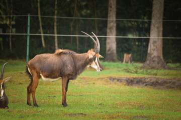 The antelope walking around its enclosure on safari. Free-roaming animals in the safari park.	
