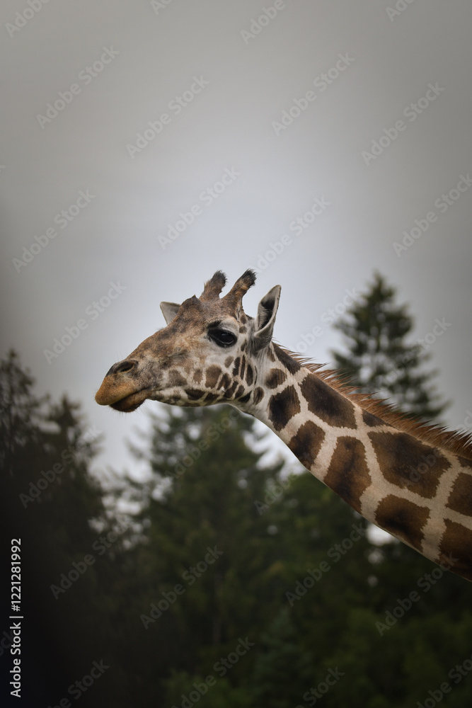 Wall mural The giraffe walking around its enclosure on safari. Free-roaming animals in the safari park.	
