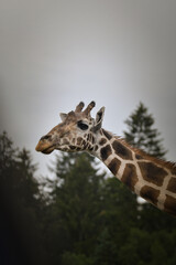 Obraz premium The giraffe walking around its enclosure on safari. Free-roaming animals in the safari park. 