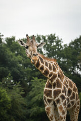 The giraffe walking around its enclosure on safari. Free-roaming animals in the safari park.	
