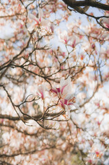 Spring in English garden. Beautiful spring scene
