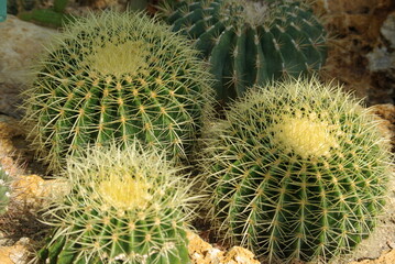 Echinocactus grusonii au jardin d'hiver