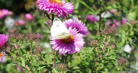 Pieris rapae - Small white or cabbage white butterfly flying , pollinating and feeding on the nectar of Asters flowers