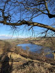 tree in the hills, no leaves tree branch