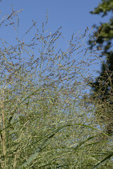 Graminée Panicum virgatum