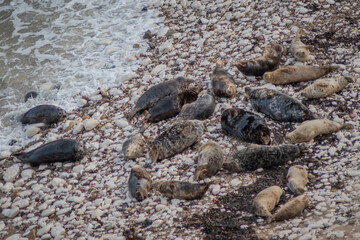 Flamborough seals