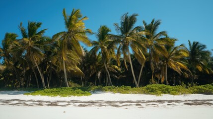Obraz premium A serene tropical beach with swaying palm trees, golden sand, and a clear blue sky, basking in the warmth of hot weather.