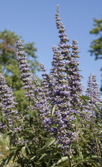 Gattilier ou arbre au poivre	en fleurs