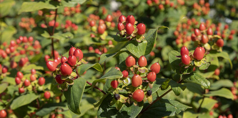 Baies rouges du Millepertuis 'Hidcote'