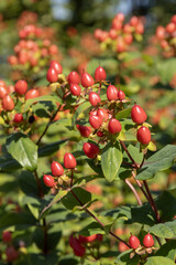 Baies rouges du Millepertuis 'Hidcote'