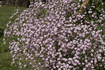 Gypsophila repens rosea