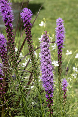 Fleur de Liatris spicata