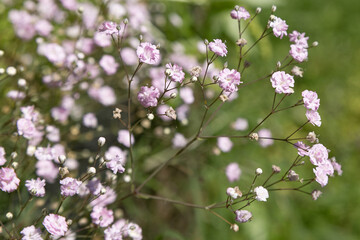 Gros plan de Gypsophila repens rosea